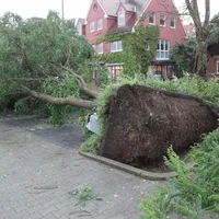 2021_06_29_baum_auf_pkw_bild_06.jpg
